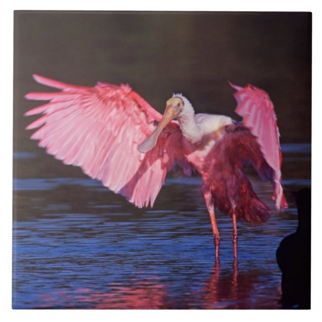 Azulejo De Cerámica Cucharada de rosas (Ajaia ajaja) con Cormorant (Frente)