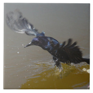 Azulejo De Cerámica Cuchillo de pájaro Gracky salpicado en agua Azulej