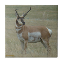 Azulejo De Cerámica Cuernos torcidos del antílope de A37 Pronghorn