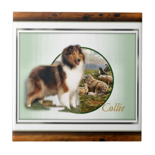 Azulejo De Cerámica Cuidador de collie rudo de la oveja