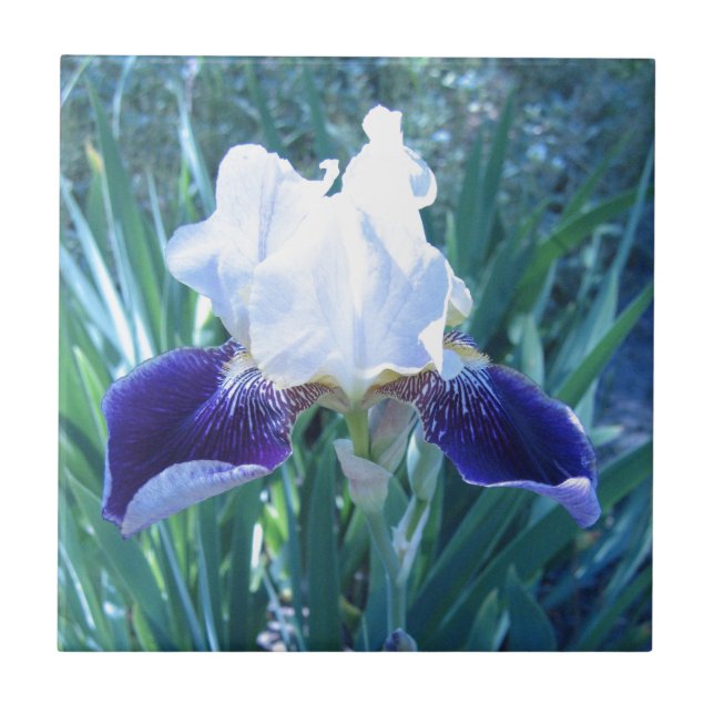 Azulejo De Cerámica Cultivar Maria Todd del iris barbudo (Frente)