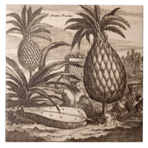 Azulejo De Cerámica Cultivo de las piñas grandes, ilustracion de un