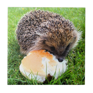 AZULEJO DE CERÁMICA CUTE HEDGEHOG