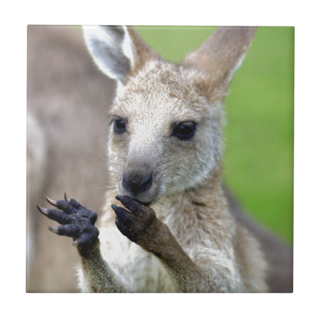 Azulejo De Cerámica Cute joey kangaroo (Frente)