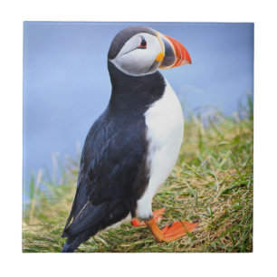 Azulejo De Cerámica Cute Puffin