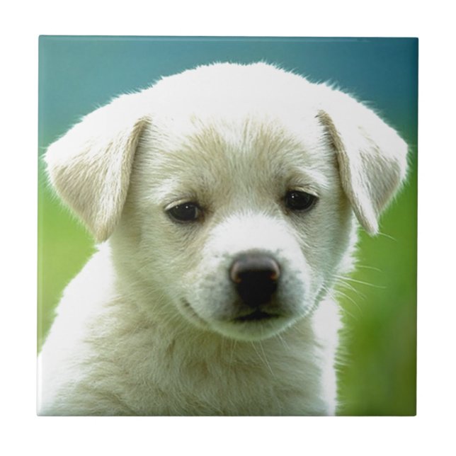 Azulejo De Cerámica cute-puppy-dog-wallpapers.jpg (Frente)