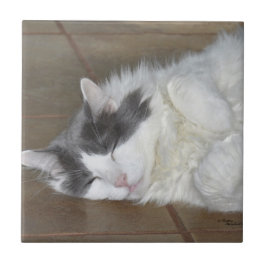 Azulejo De Cerámica Cute reposo Maine Coon cat Tile