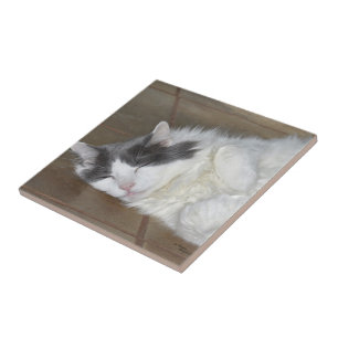 Azulejo De Cerámica Cute reposo Maine Coon cat Tile