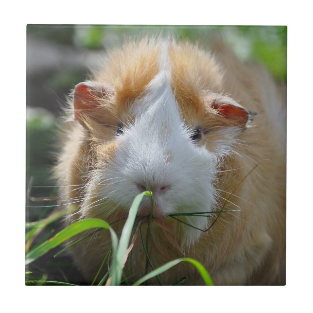 Azulejo De Cerámica Cuto, abisino, crema y blanco, cerdo guineano (Frente)