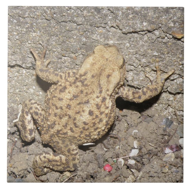 Azulejo De Cerámica Cuto garabato del mosaico de la toad (Frente)
