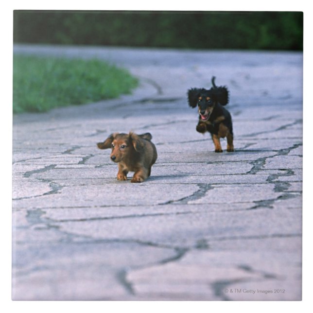Azulejo De Cerámica Dachshund miniatura 3 (Frente)