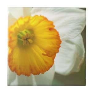 Azulejo De Cerámica Daffodil