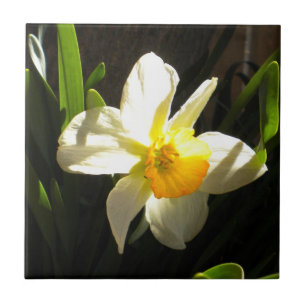 Azulejo De Cerámica Daffodil en Daybreak Tile