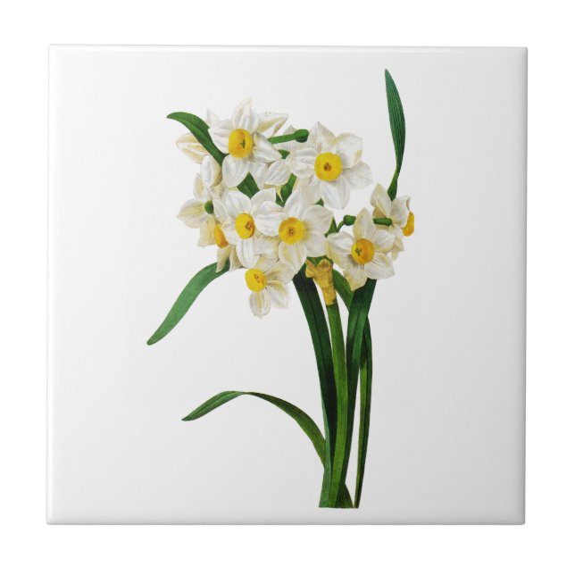 Azulejo De Cerámica Daffodil o Narcissus por Pierre Joseph Redoute (Frente)