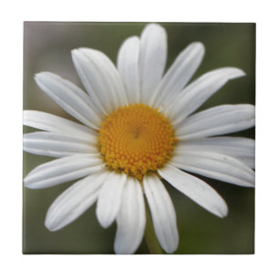 Azulejo De Cerámica Daisy