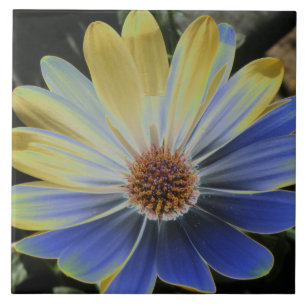 Azulejo De Cerámica Daisy Lapis africano y mosaico de oro