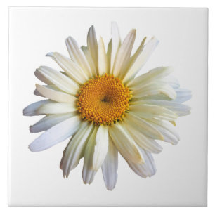 Azulejo De Cerámica Daisy mirando hacia arriba