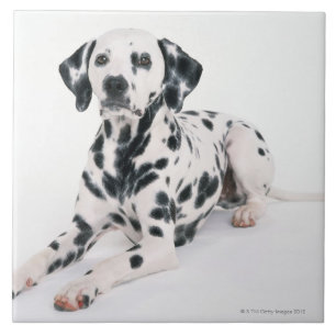 Azulejo De Cerámica Dalmatian 4