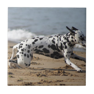Azulejo De Cerámica Dalmation