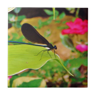 Azulejo De Cerámica Damselfly y Rosa