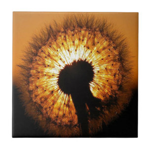 Azulejo De Cerámica Dandelion al atardecer