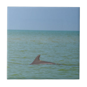 Azulejo De Cerámica Delfín en Sanibel