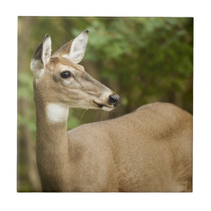 Azulejo De Cerámica Depósito de cola blanca