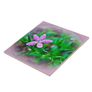 Azulejo De Cerámica Deptford Pink Wildflower