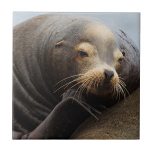 Azulejo De Cerámica Descanso de leones en el mar de California