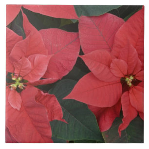 Azulejo De Cerámica Detalle de la poinsettia roja (Euphorbia pulcherri