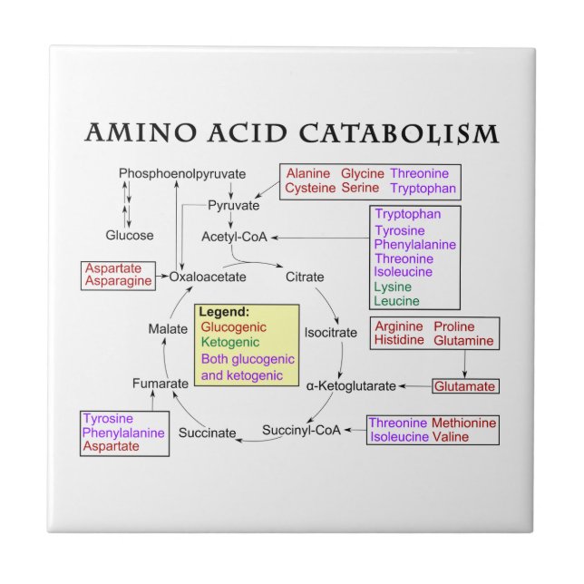 Azulejo De Cerámica Diagrama del catabolismo del aminoácido (Frente)