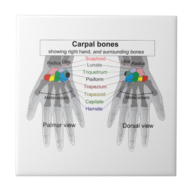 Azulejo De Cerámica Diagrama humano de la estructura del hueso del (Frente)