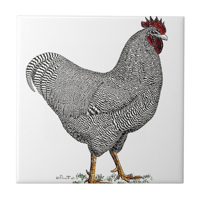 Azulejo De Cerámica Dibujo del pollo de Plymouth Rock (Frente)