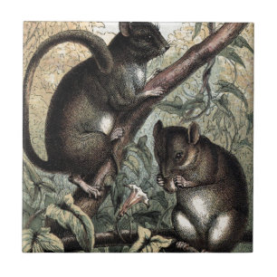 Azulejo De Cerámica Dibujo del vintage: El Dormouse