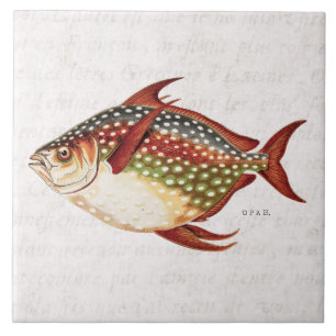 Azulejo De Cerámica Dibujo tropical de los pescados de Opah de los
