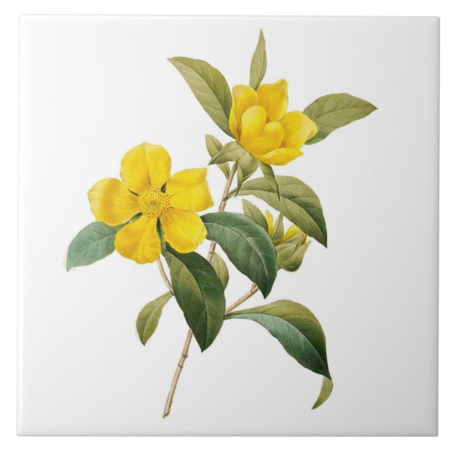 Azulejo De Cerámica Dillenia (Frente)