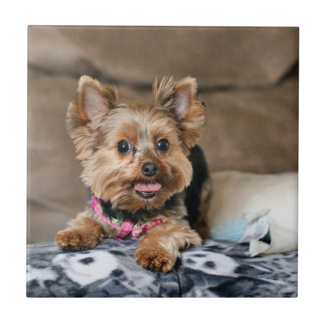 Azulejo De Cerámica Dínamo pequeño (Frente)