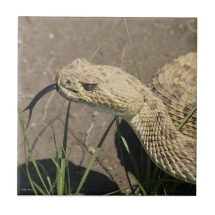 Azulejo De Cerámica Disparo en la cabeza de serpiente de cascabel de p