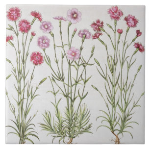 Azulejo De Cerámica Diversas variedades de clavel, del 'Hortus Ey