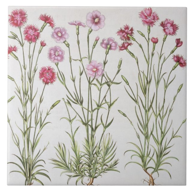Azulejo De Cerámica Diversas variedades de clavel, del 'Hortus Ey (Frente)