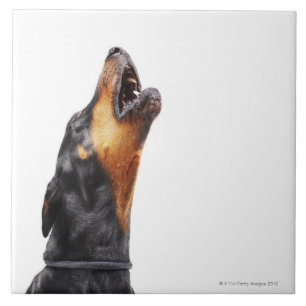 Azulejo De Cerámica Doberman que grita, primer