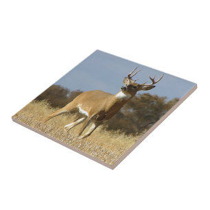 Azulejo De Cerámica Dólar del Whitetail del otoño