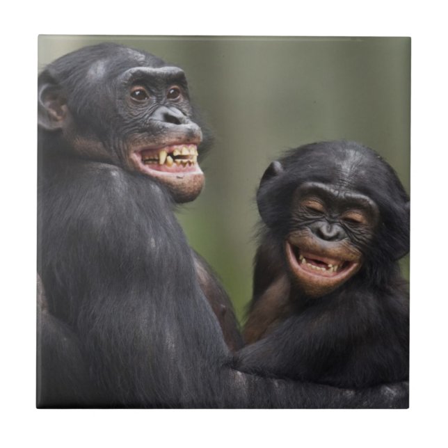 Azulejo De Cerámica Dos Bonobos sonrientes (Frente)