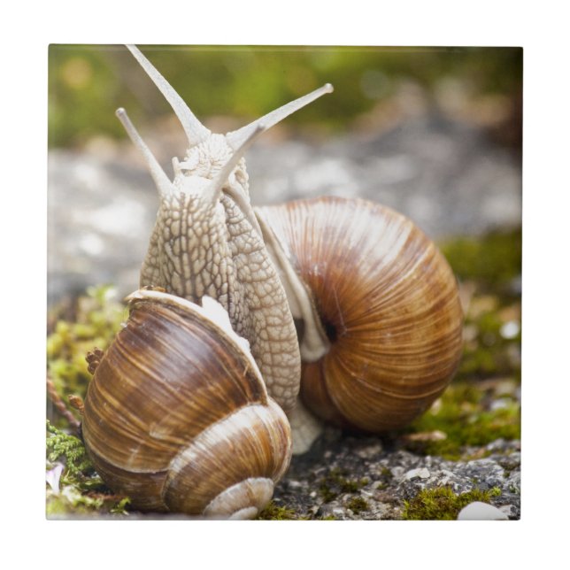 Azulejo De Cerámica Dos caracoles (Frente)