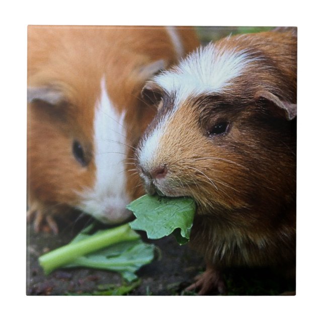 Azulejo De Cerámica Dos cerdos guineanos cutáneos comiendo verduras (Frente)