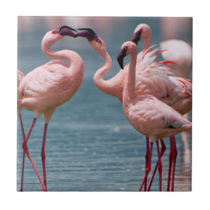 Azulejo De Cerámica Dos flamencos menores machos (Phoenicopterus Minor