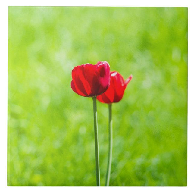 Azulejo De Cerámica Dos flores de tulipán rojas (Frente)