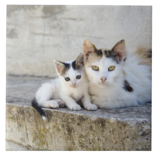 Azulejo De Cerámica Dos gatos en los pasos de piedra