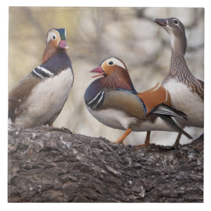 Azulejo De Cerámica Dos machos compitiendo por una hembra de pato mand