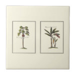 Azulejo De Cerámica Dos palmeras enmarcadas en miniatura<br><div class="desc">Dos huellas enmarcadas en miniatura de palmeras. Sencilla y sutil,  esta pieza no distraerá el encanto de una habitación. ¡Te haría un gran regalo a ti mismo o a un ser querido!</div>